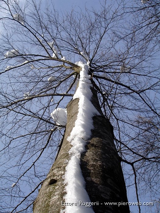 6 - Faggio innevato.jpg